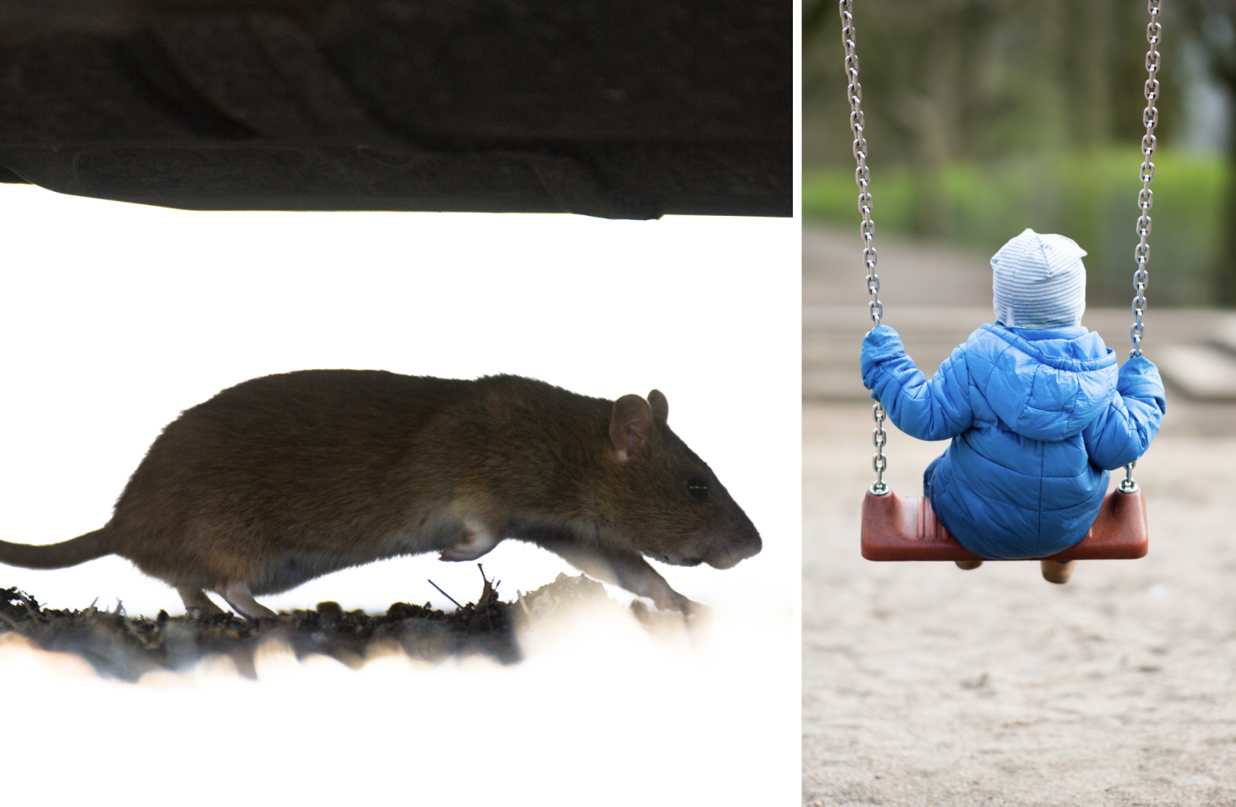 Barn, Lekplats, Råttor